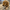 Deer Antler Dog Chews | Organic Chews for Dogs