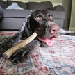 Reindeer Antler Dog Chews | Organic Chews for Dogs