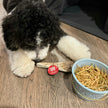 Reindeer Antler Dog Chews | Organic Chews for Dogs