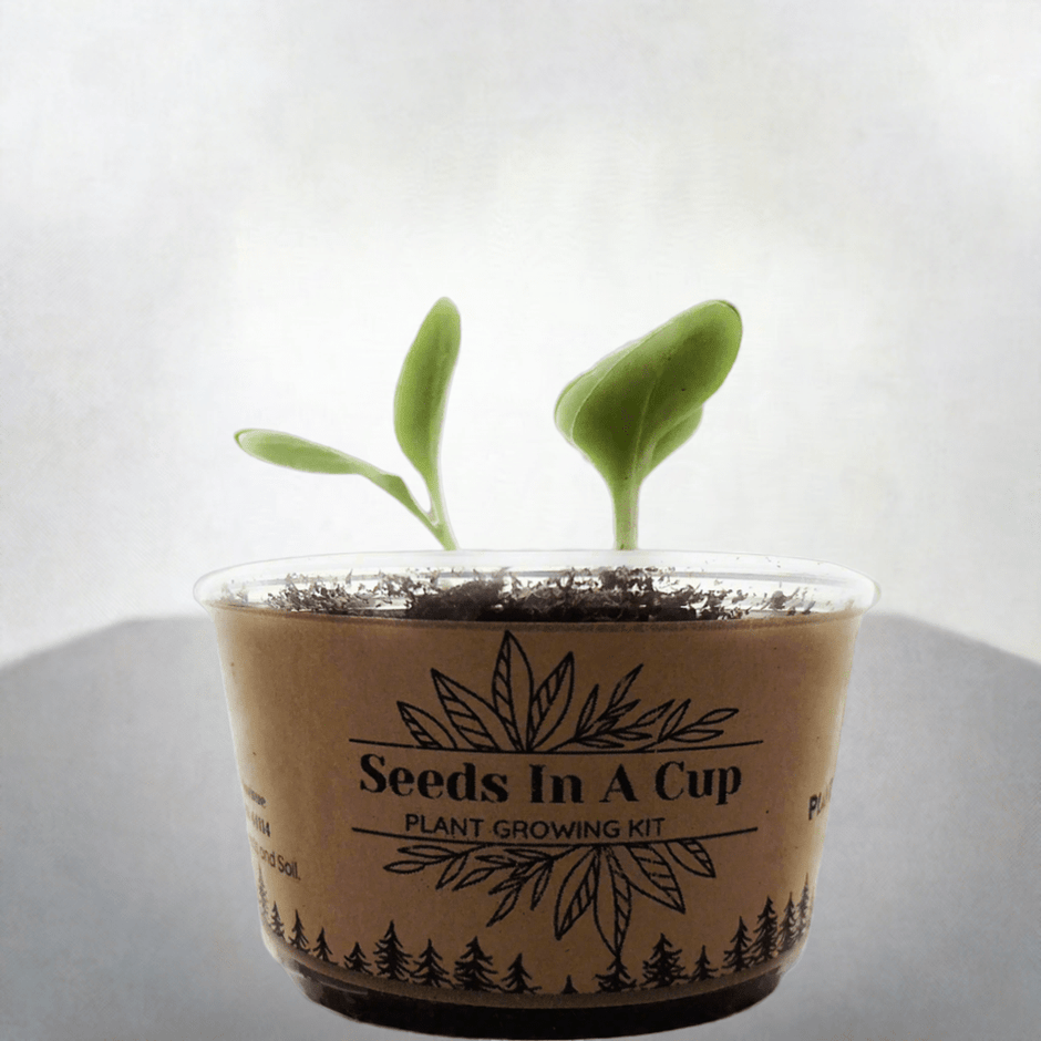 American Ash Tree Kit - Ultimate Seed Starter Kit for Gardening Success