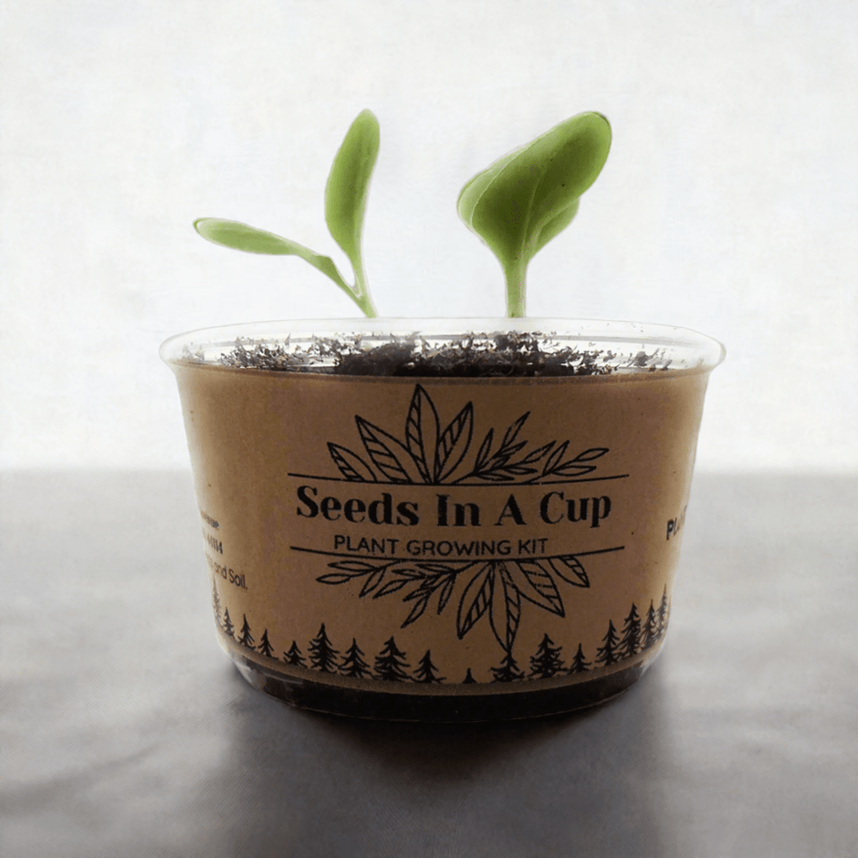 American Ash Tree Kit - Ultimate Seed Starter Kit for Gardening Success