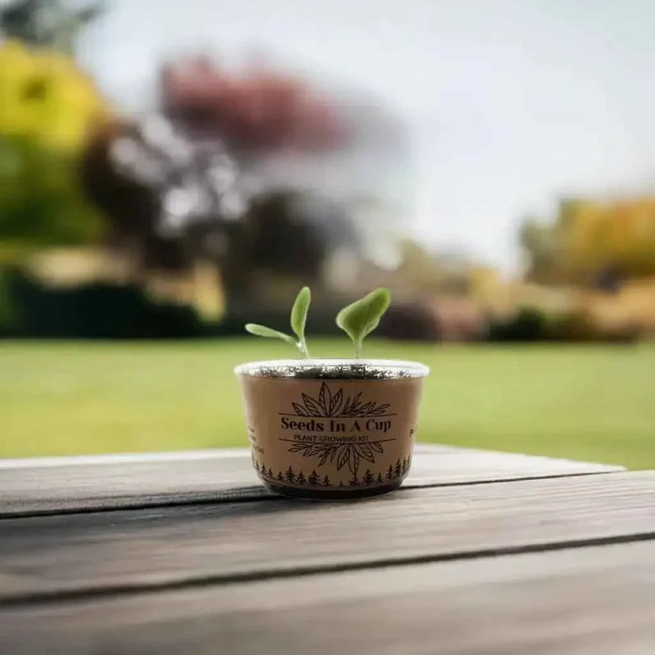 Beans | Plant Seed Starter Grow Kit | Seeds In A Cup®