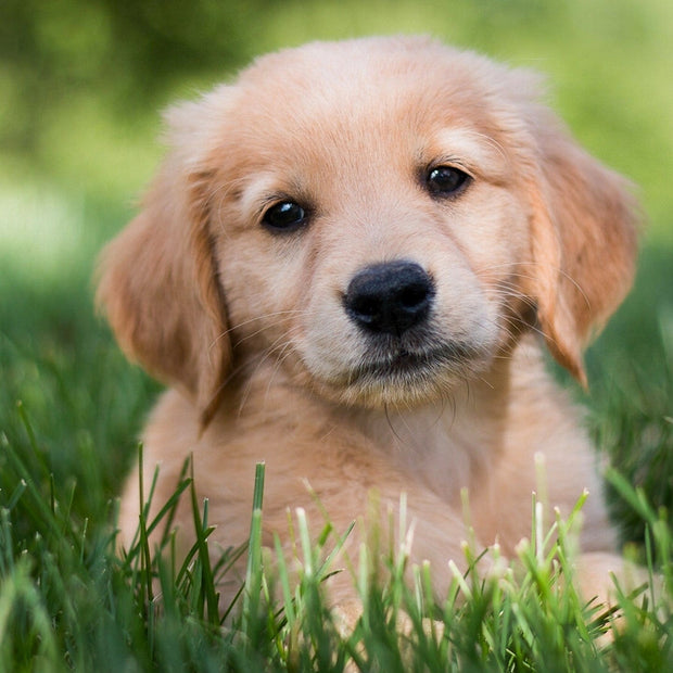 Fur Baby Shampoo/Conditioning 10oz Bottle