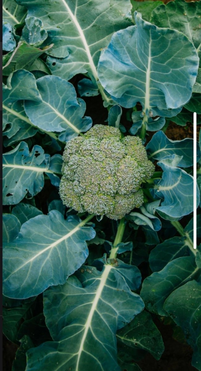 English Ivy Seed Starter Kit - Grow Your Own Ivy Vine with Seeds In A Cup®