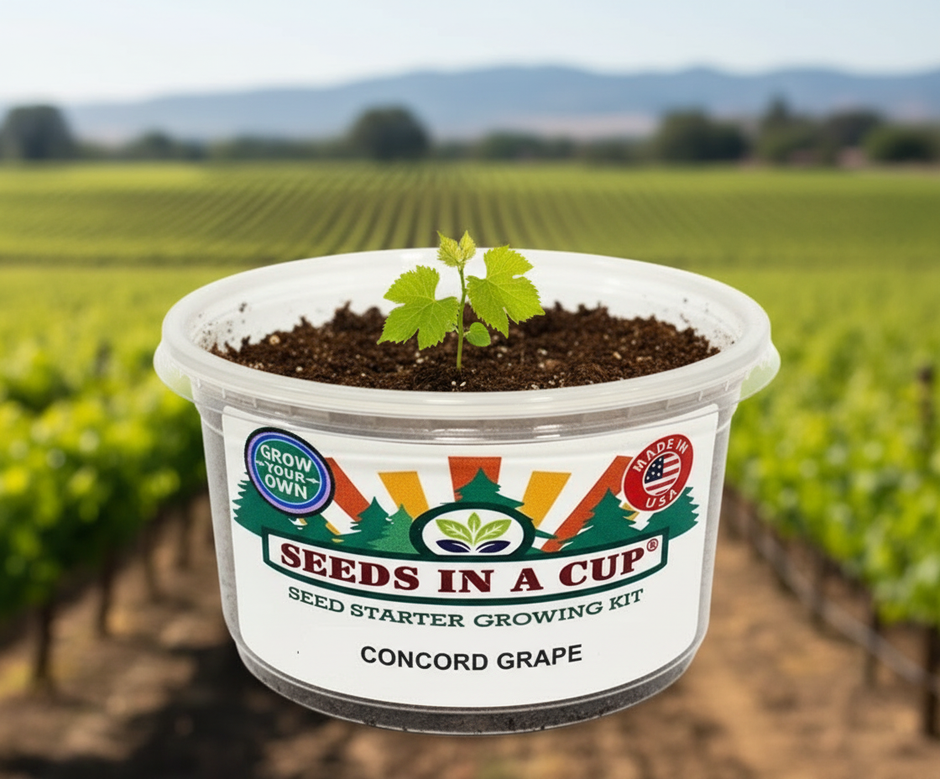 Tree Growing Kit - Complete Seed Starter Kit with Multiple Varieties for Successful Planting