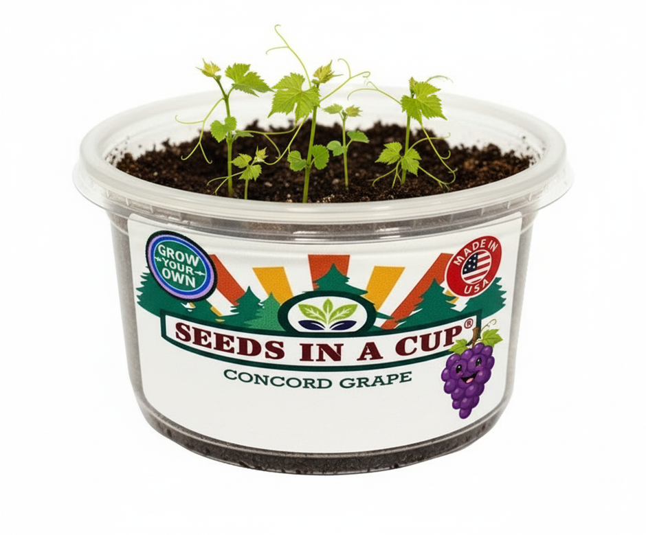 Tree Growing Kit - Complete Seed Starter Kit with Multiple Varieties for Successful Planting