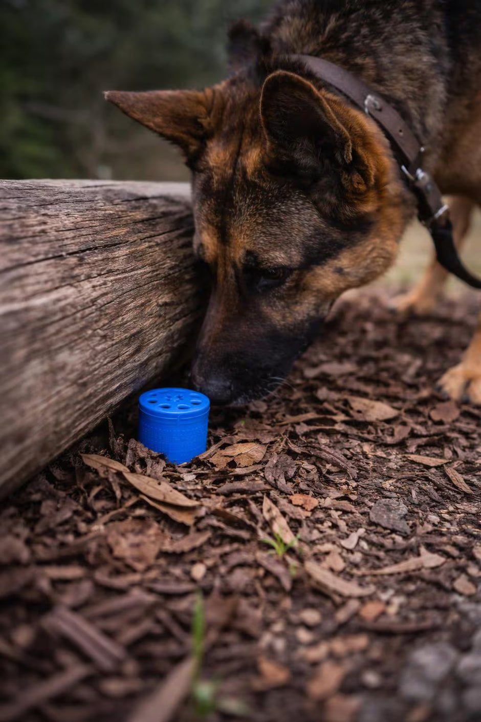 Dog Nose Work Pod, Ventilated K9 Detection Training Aid, 2 Inch Round x 1.5 Inch Tall