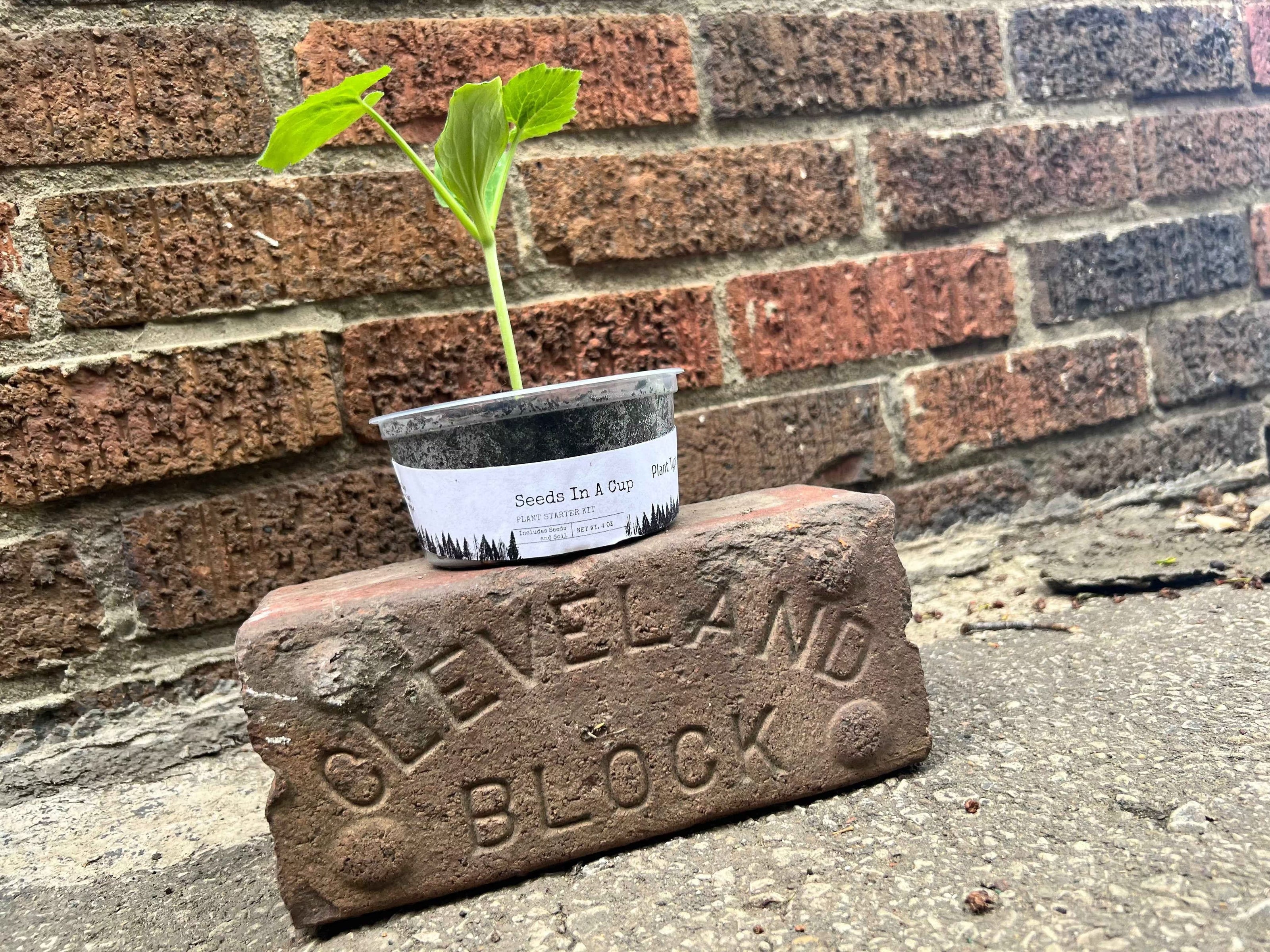 Seeds In A Cup® Original Herb Kit - Grow Your Own Herb Garden at Home