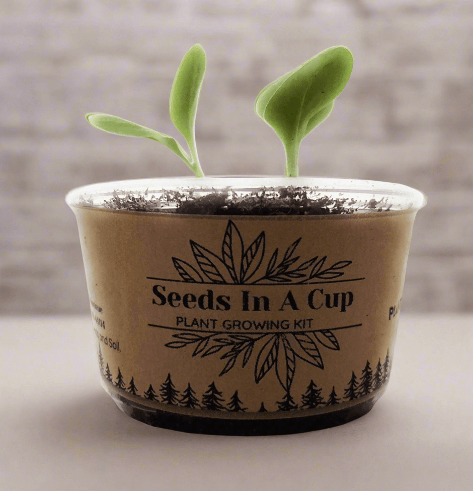 Seeds In A Cup® | Jalapeño Plant Grow from Seed Gardening Kit