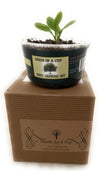 Macadamia Nut Tree Grow Kit | Seed Starter Grow Kit | Seeds In A Cup®