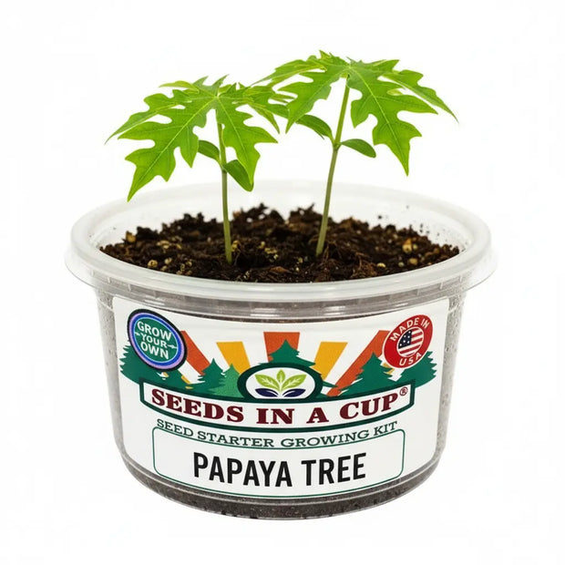 Papaya Grow Kit