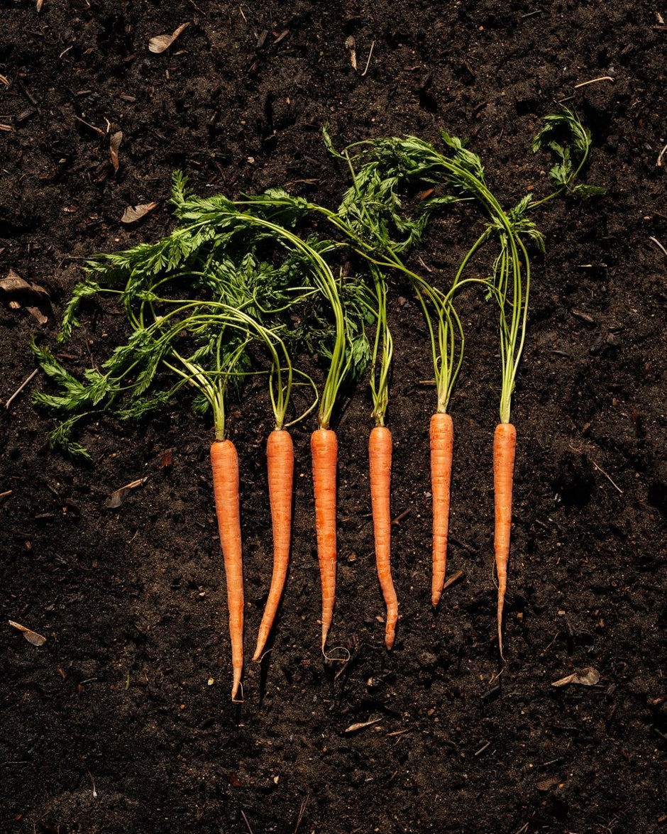 Carrot Growing Kit - Vegetable Seed Starter Kit