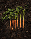 Carrot Growing Kit - Vegetable Seed Starter Kit