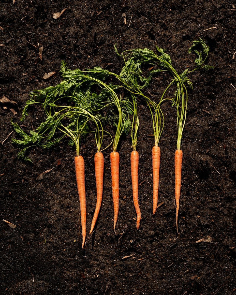 Carrot Growing Kit - Vegetable Seed Starter Kit
