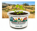 Okra Growing Kit - Vegetable Seed Starter Kit