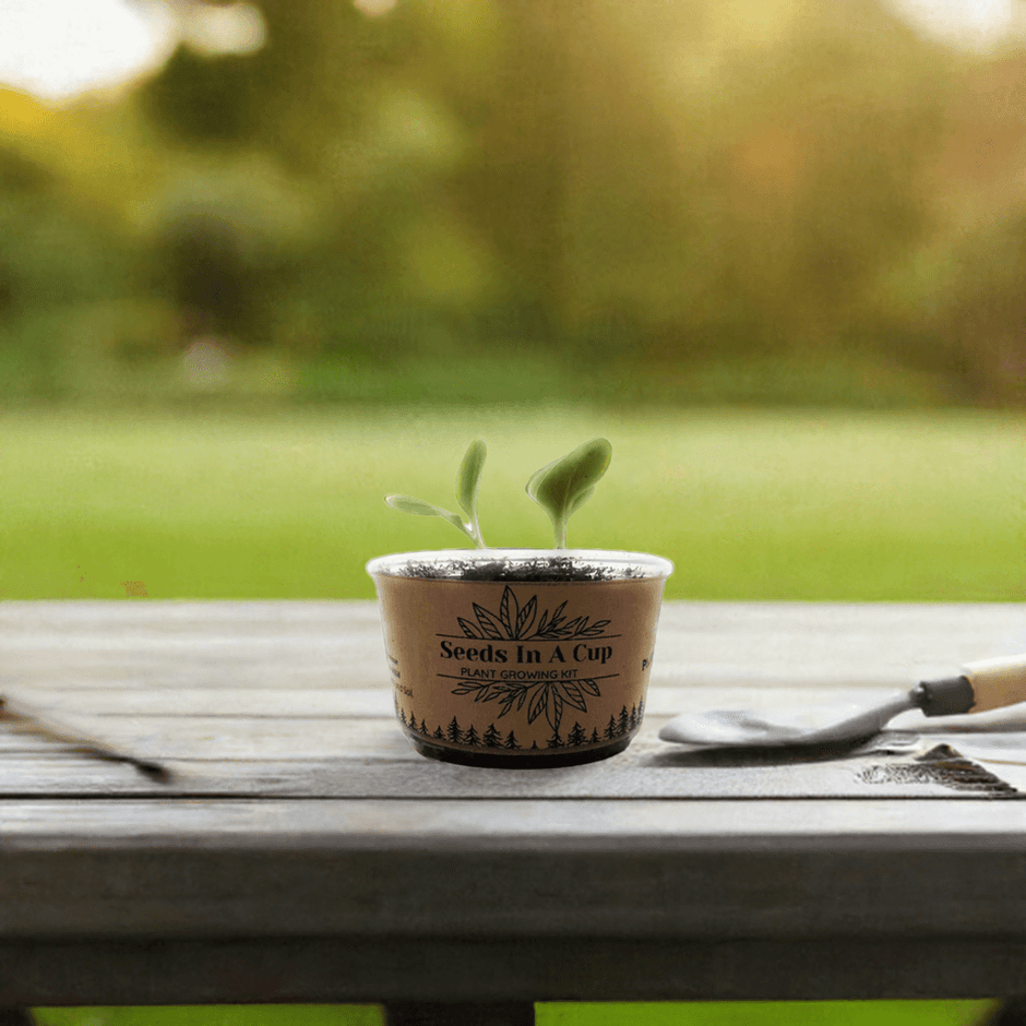 Seeds In A Cup® | Jalapeño Plant Grow from Seed Gardening Kit