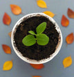 Orange Tree Seed Starter Kit | Seeds In A Cup®