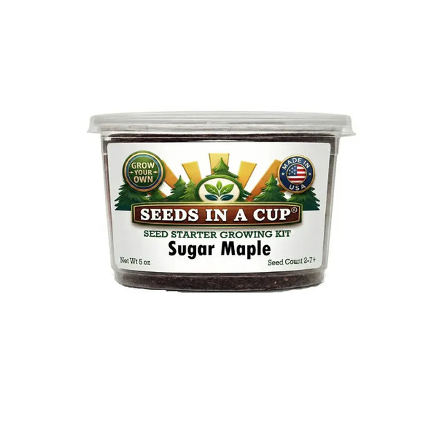 Sugar Maple Tree Grow Kit