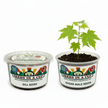 Tree Growing Kit - Complete Seed Starter Kit with Multiple Varieties for Successful Planting