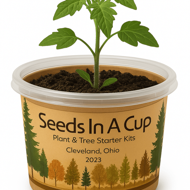 Rosemary | Plant Seed Starter Grow Kit | Seeds In A Cup®