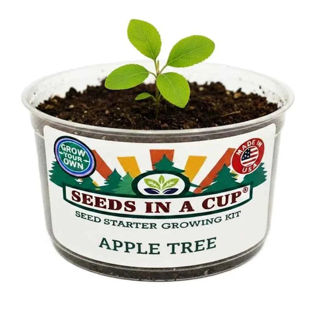 Apple Tree Growing Kit - Complete Fruit Tree Seed Starter Kit for Home Gardening