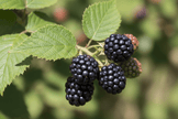 Blackberry Growing Kit - Complete Shrub Seed Starter Kit for Thriving Blackberry Plants