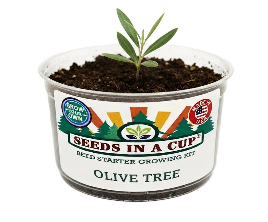 Olive Tree Seeds - Grow Your Own Olive Tree from Seed Kit | Seeds In A Cup® - Premium Quality Seed for Home Gardening