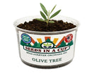 Olive Tree Seeds - Grow Your Own Olive Tree from Seed Kit | Seeds In A Cup® - Premium Quality Seed for Home Gardening