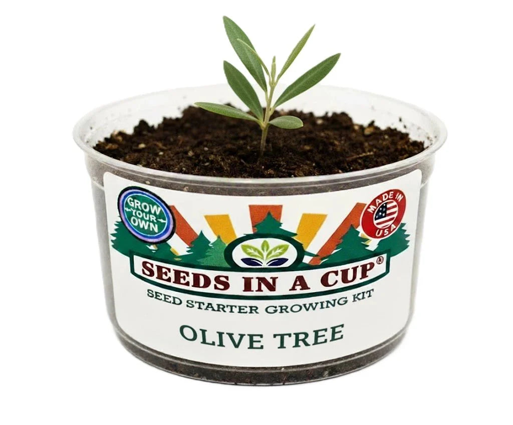 Olive Tree Seeds - Grow Your Own Olive Tree from Seed Kit | Seeds In A Cup® - Premium Quality Seed for Home Gardening