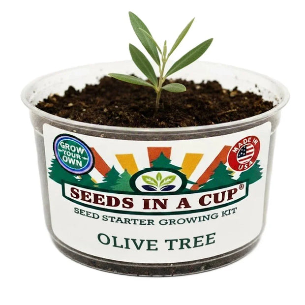 Olive Tree Seeds - Grow Your Own Olive Tree from Seed Kit | Seeds In A Cup® - Premium Quality Seed for Home Gardening